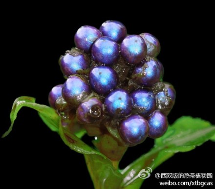 owl【植物神经】杜若果实奇特的着色机制，植物果实利用鲜艳的颜色来吸引鸟类，助其传播种子。鲜艳的颜色往往意味丰富的营养。自然的色彩看似平白，同时也蕴含着神奇。在非洲发现一种看似蓝莓的鸭跖草科杜若属植物，蓝色的果实却非花青素所致，而是果内部实物理结构反射光线而来。