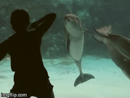 【让我为你跳一支舞】水族馆里，一个美丽的姑娘在水族箱前翩然起舞，正在踱步的海豚先生被舞姿吸引，停了下来，默默观赏。他开心的摇头晃脑吐着泡泡，一舞终了，姑娘优雅谢幕，海豚先生缓缓游去，只留下一场美丽的邂逅。http://t.cn/RzZktme