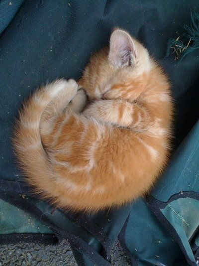 A spiral cat