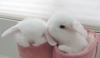 日本网友养了两只兔子，平时喜欢住在鞋子里秀恩爱，最后张已萌翻！