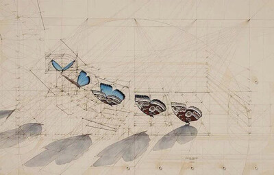 斐波那契数列是完美的秘密，委内瑞拉艺术家Rafael Araujo没有使用科技产品辅助，单靠铅笔、尺、量角器就画出了大自然中的奥妙数学：蝴蝶起飞的方式，贝壳的螺旋生长比例，许多作品都带有一种达文西手稿的风味，在这…