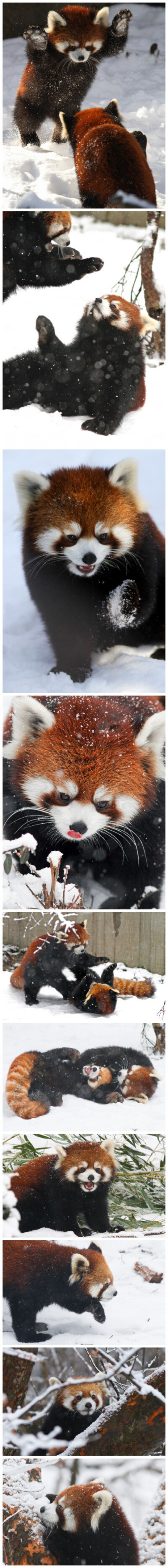 雪地里玩耍的小熊猫！！扑！！