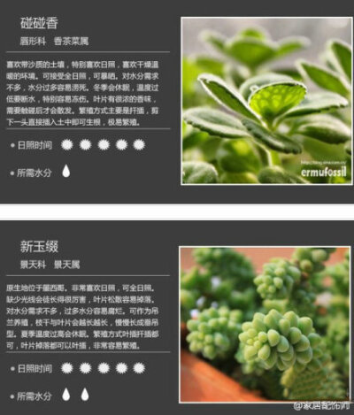 【18种多肉植物】还有日常养护方法，太赞了！