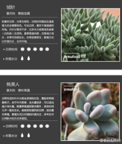 【18种多肉植物】还有日常养护方法，太赞了！