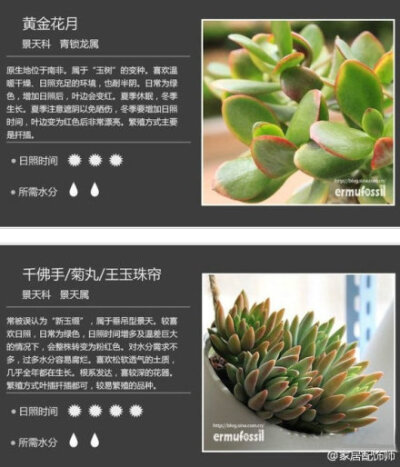 【18种多肉植物】还有日常养护方法，太赞了！