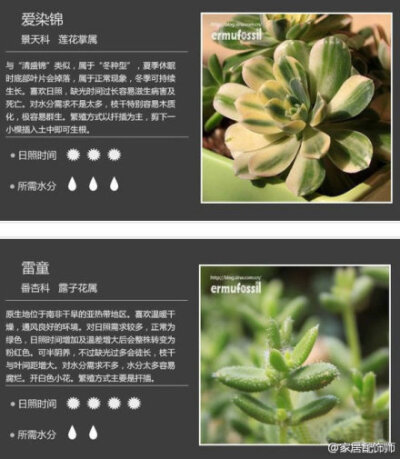 【18种多肉植物】还有日常养护方法，太赞了！