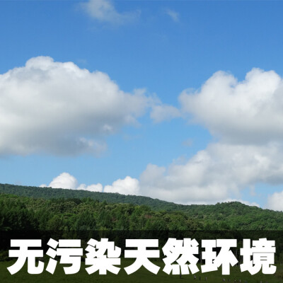 东北长白山雪蜜深山野生紫椴树蜜 蜂蜜 纯天然农家自产真土蜂蜜