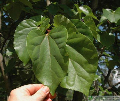  说起火灾我们首先想到的就是消防员,据了解在植物界中也有“消防员”被称为灭火树，原文出自迷糊园花卉植物主题交友社区(www.mihuyuan.com) 灭火树是火灾“克星”经过植物科学家研究发现，灭火树生长在非洲森林，树…