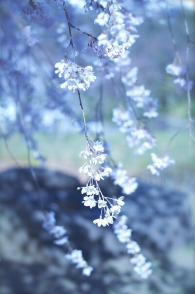 【花庐花事】待到繁花盛开时，我们一起坐花下，赏花落，笑谈浮生流年。可好！