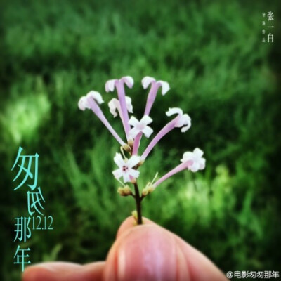 #匆匆那年倒计时# 77天。小说《匆匆那年》第五卷 第151页: 乔燃在丁香树丛中找了半天，揪下一朵花放在了方茴手心里。&amp;quot;什么啊？&amp;quot;方茴看着小小的白色花朵疑惑的说。&amp;quot;五瓣丁香，据说会带来…