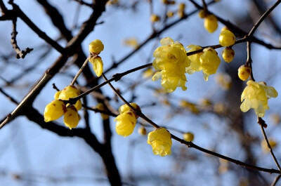 冰糖葫芦蜡梅