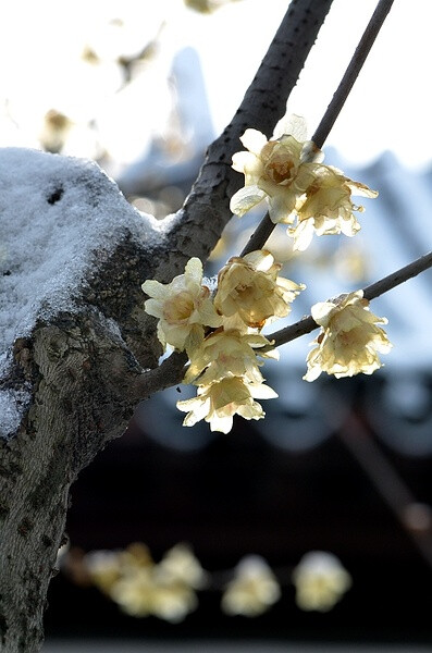 冰糖葫芦蜡梅