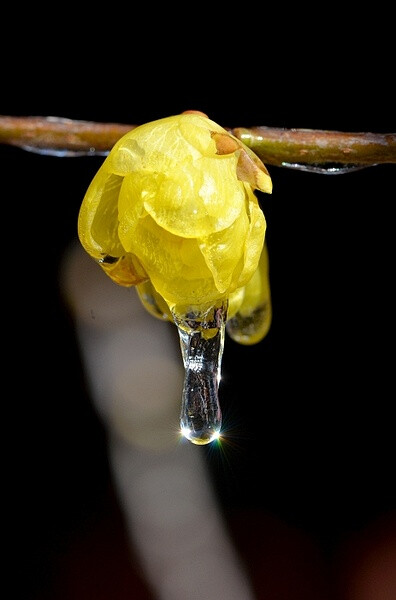 冰糖葫芦蜡梅