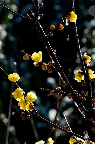 冰糖葫芦蜡梅