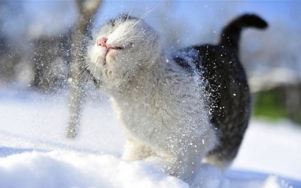 雪中萌物。