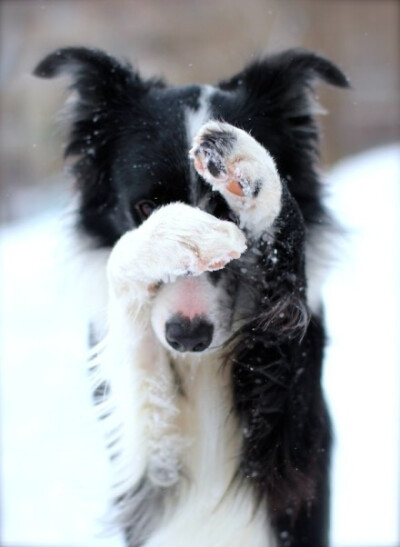 雪中萌物。