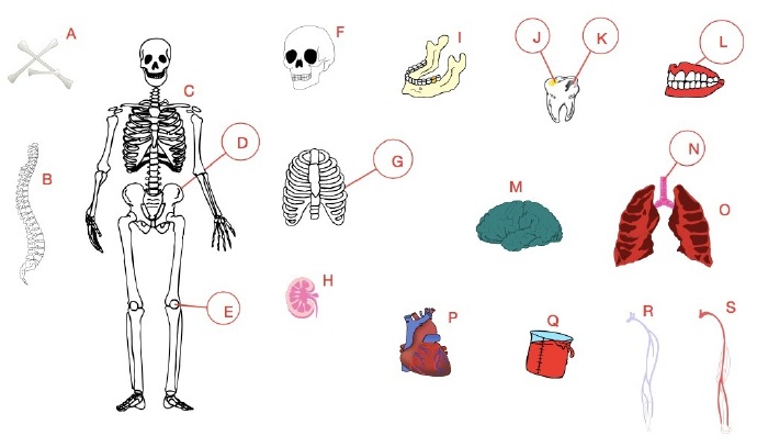  【中英对照图解人体】A)bones骨头；B)spine,backbone脊椎；C)skeleton骨架；D)pelvis骨盆；E)kneecap膝盖骨；F)skull头骨；G)rib肋骨；H)kidney肾；I)jaw颌；J)filling补牙填料；K)cavity蛀洞；L)gum齿龈；M)brain脑；N)wind pipe, trachea气管；O)heart心脏；P)blood血液;Q)veins静脉;R)arteries动脉