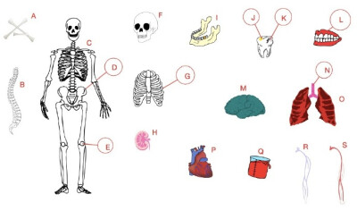  【中英对照图解人体】A)bones骨头；B)spine,backbone脊椎；C)skeleton骨架；D)pelvis骨盆；E)kneecap膝盖骨；F)skull头骨；G)rib肋骨；H)kidney肾；I)jaw颌；J)filling补牙填料；K)cavity蛀洞；L)gum齿龈；M)brain…