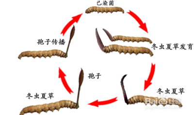 深度揭密冬虫夏草到底是怎么形成的