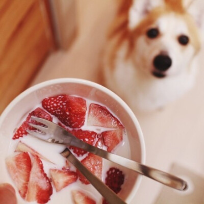 美食加萌狗，人生赢家啊。