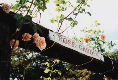 ROSE GARDEN