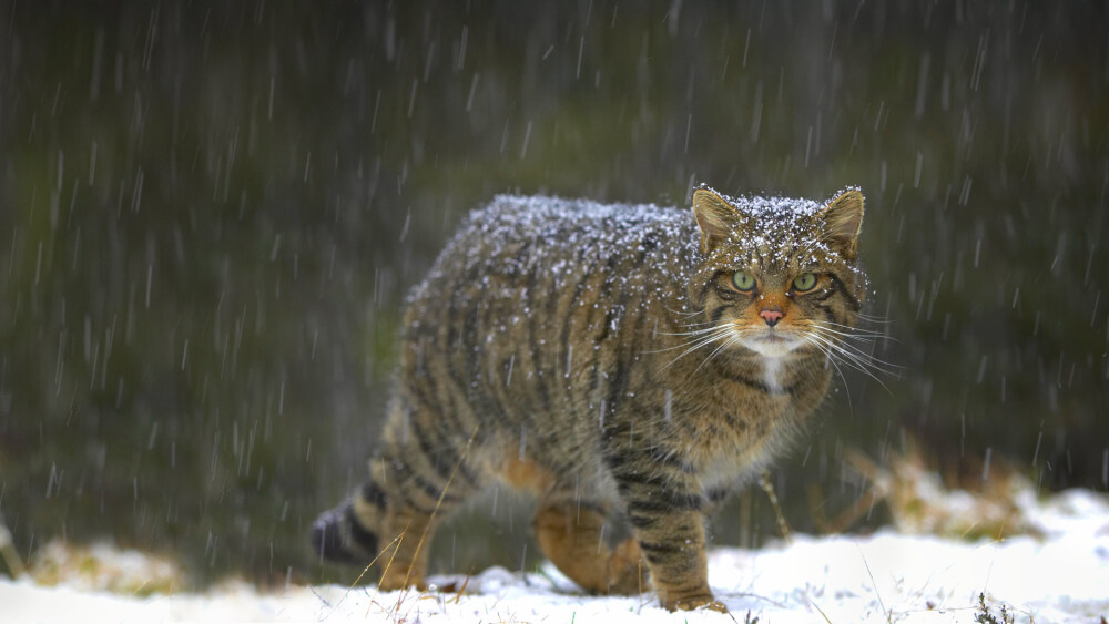 苏格兰的野猫 ScottishWildcat