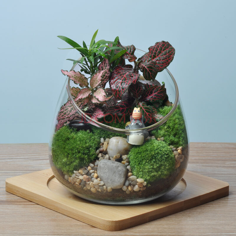 苔藓微景观生态瓶 耐养易活 盆栽植物 家居饰品