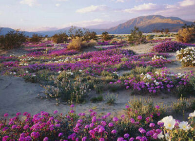加州：安沙波列哥沙漠州立公园