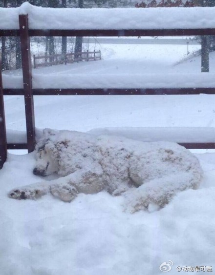 它没死啦！主人表示，它就是喜欢下雪，喊它回家就是不肯！！不愧是雪橇犬。。。晚安朋友们