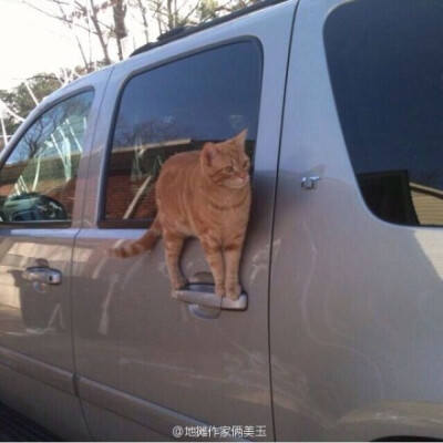 猫真是谜一样的存在。