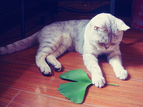 #~饼饼快来看你家猫小得儿~#NO.31 今天委屈一下，让Mr. Der当主角吧！！