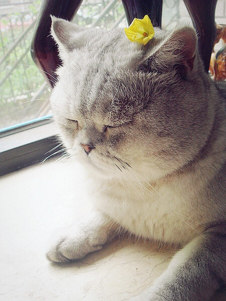 #~饼饼快来看你家猫小得儿~#NO.57 昨天拍的“猫小苦瓜花”童鞋！！你知道给他戴朵花还要拍照是件多么不容易的事情么。。？！