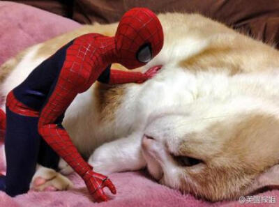 一网友给自己的蜘蛛侠手办拍了一组拟人化的照片，拯救世界的英雄秒变居家贤惠的暖男，而且还是个会撒娇的猫奴