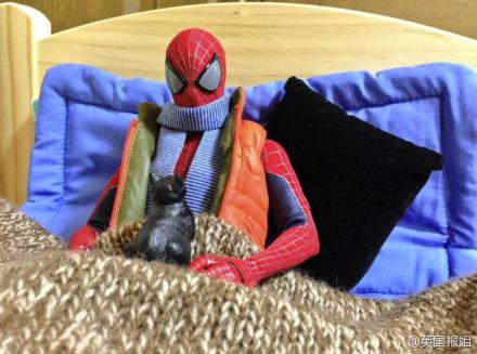 一网友给自己的蜘蛛侠手办拍了一组拟人化的照片，拯救世界的英雄秒变居家贤惠的暖男，而且还是个会撒娇的猫奴