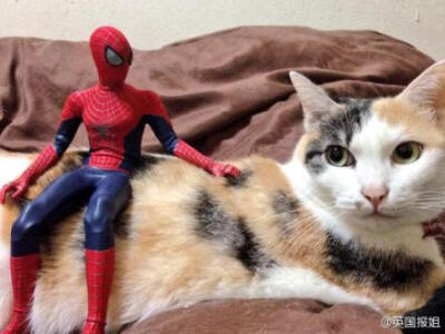一网友给自己的蜘蛛侠手办拍了一组拟人化的照片，拯救世界的英雄秒变居家贤惠的暖男，而且还是个会撒娇的猫奴