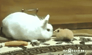 “兔子兔子，那根胡萝卜你还吃吗？”“吃。”“哦。”