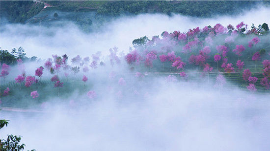 大理无量山樱花谷|看一场灿烂的花事