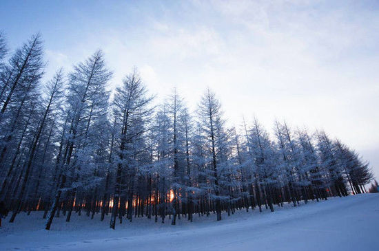 内蒙古牙克石|迷人的林海雪原