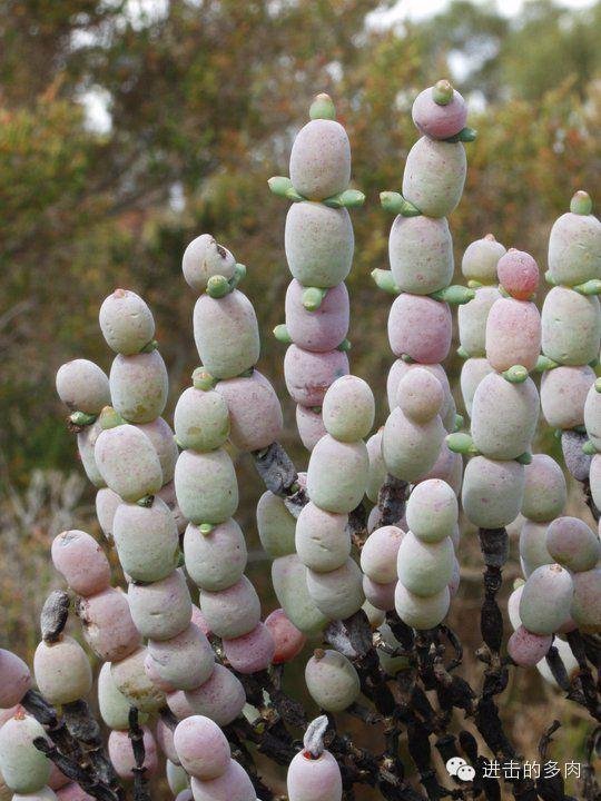 观：让人脑洞大开的多肉植物们