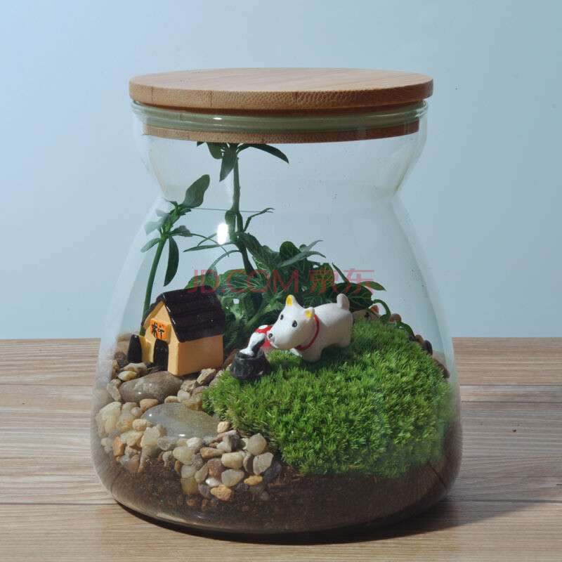 苔藓微景观DIY生态瓶 绿植盆栽 创意家居饰品