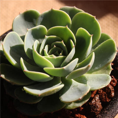 多肉植物 景天科 玉蝶 宝石花 Echeveria secunda var. glauca