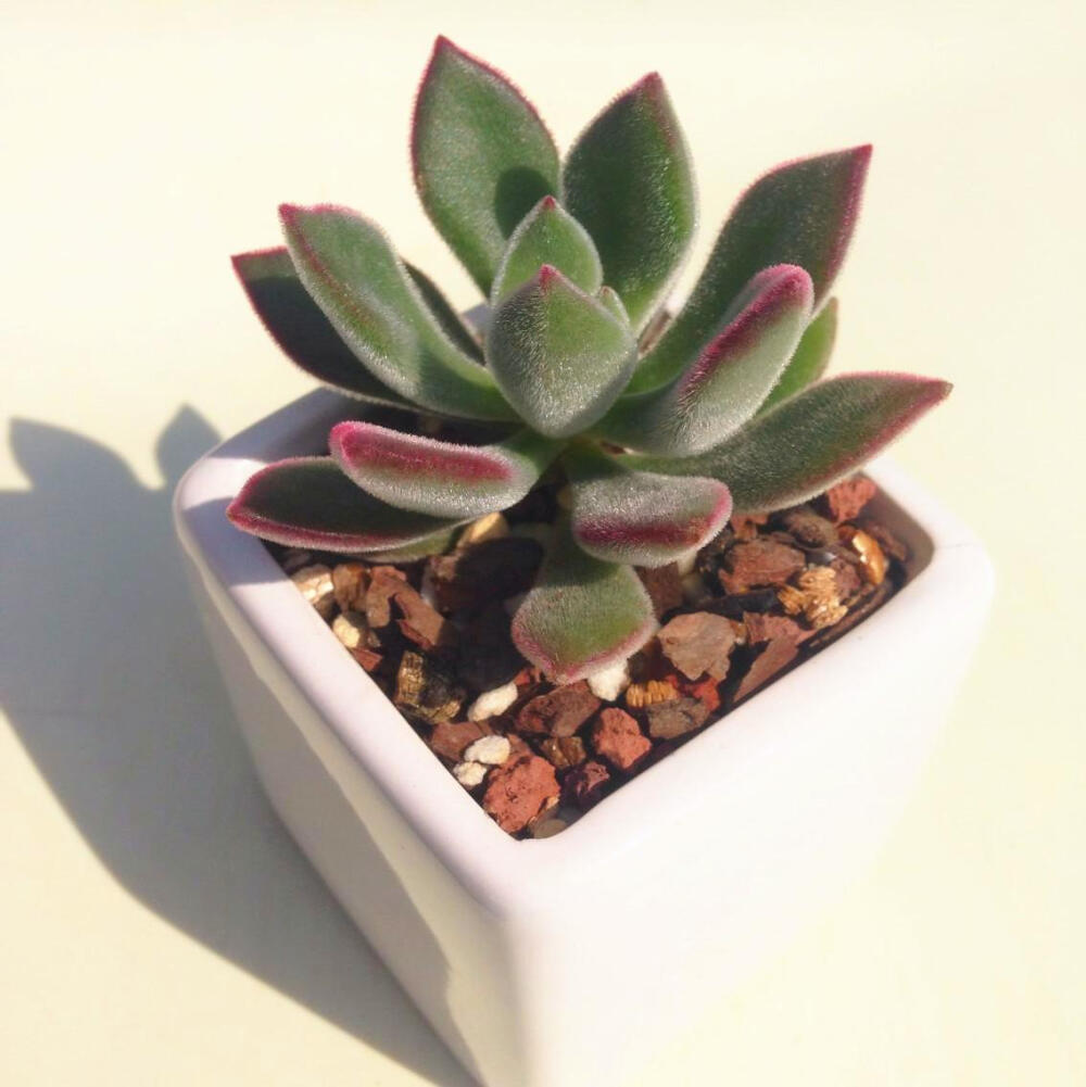 青木多肉锦晃星Echeveria pulvinata景天科石莲花属 多肉植物