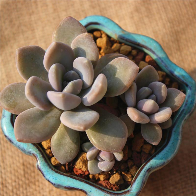 冬美人 景天科 厚叶草属多肉植物多浆植物 东美人