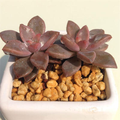 姬胧月双子叶植物纲Graptopetalum.paraguayense粉莲初霜缟瓣