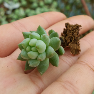 老玉坠多肉植物迷你植物新奇植物