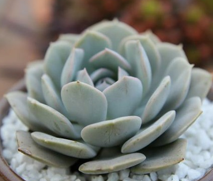 百益花阁 多肉植物 办公室小盆栽 Echeveria runyonii 鲁氏石莲花