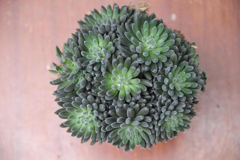 进口多肉植物滇石莲单头多头缀化有根爱萌多肉一物一拍