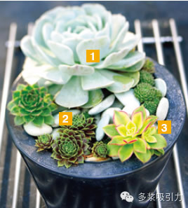 1.丽腊希娜 景天科石莲花属（Echeveria spp）2.红卷娟 景天科长生草属（Sempervivum spp） 3.艳日辉 景天科长生草属（Sempervivumspp）