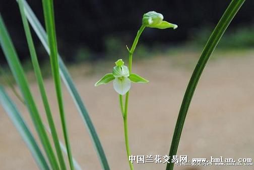 《兔兔素》叶材纤巧，见过实花，花开小家碧玉