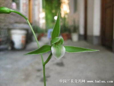 《平生素》肩平、守佳、花间疏朗，瓣与舌厚实，整花给人蓬勃向上的精神力量